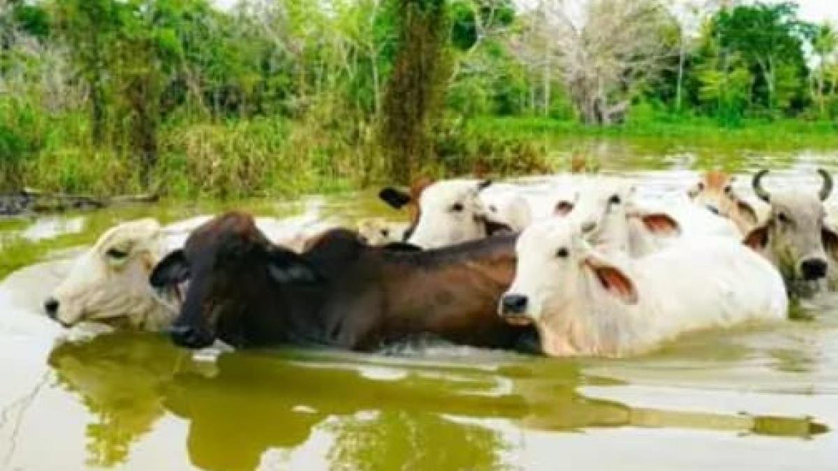 Comunidad Organización Rifa para Cerrar Cara de Gato en la mojana