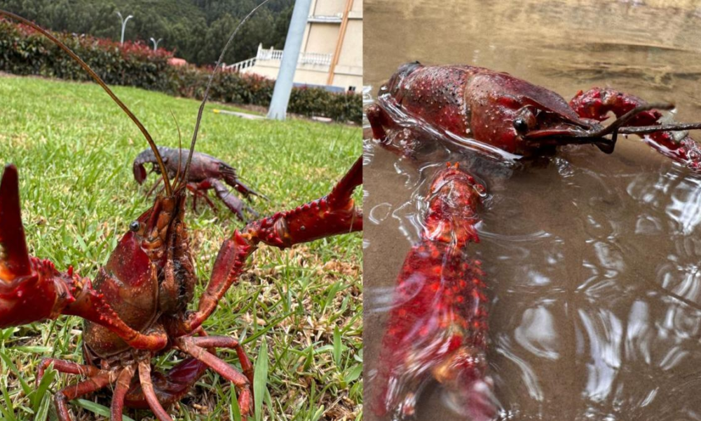 Eros Son Los Peligros que Trae El Cangrejo Rojo A Su Salud: Cundinamarca Está en Alerta