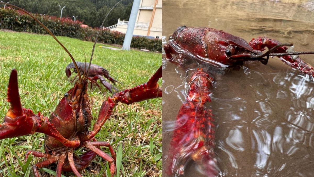 Eros Son Los Peligros que Trae El Cangrejo Rojo A Su Salud: Cundinamarca Está en Alerta