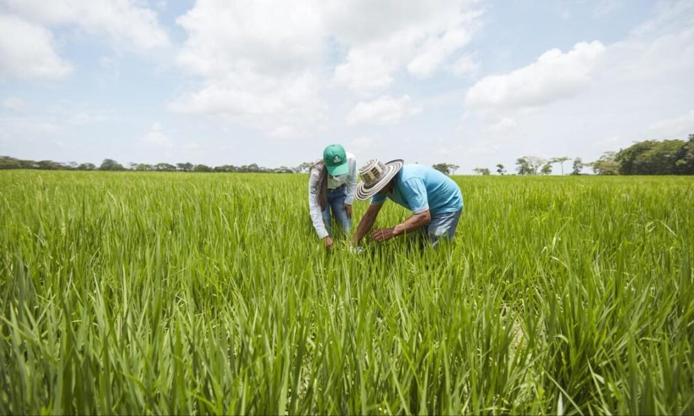 Foro en Villavicencio Reunirá Expertos del Agro