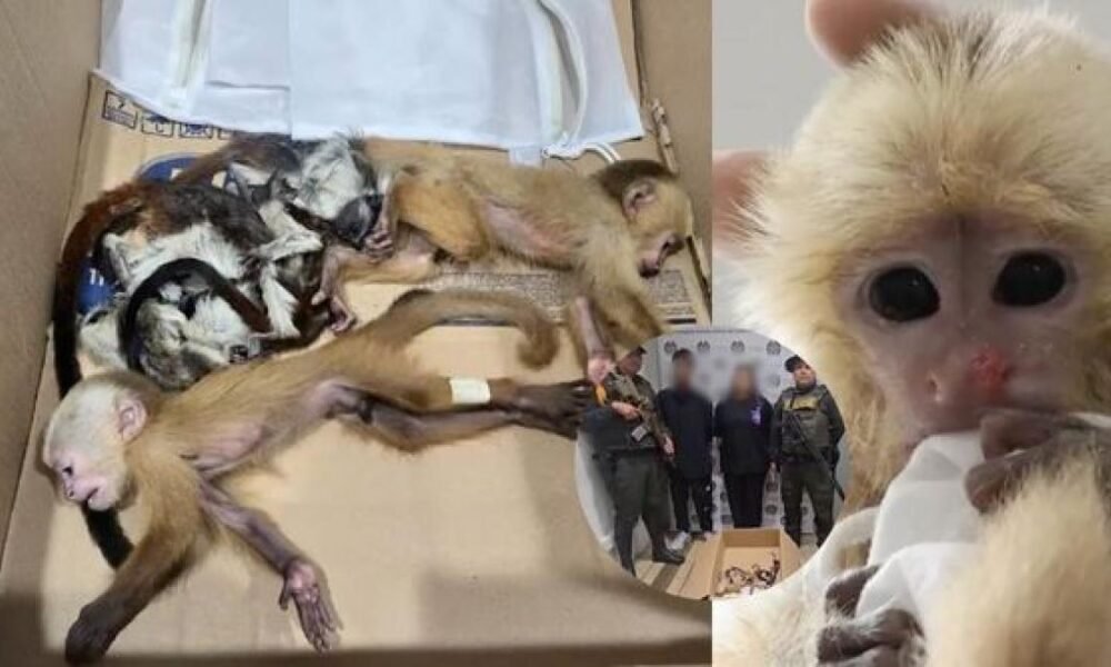 Hallan 6 Bebés de Simios en Partes Íntimas de Extranjeros que intentaron Sacar por Aeropuerto de Medellín