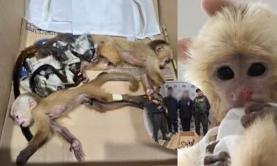 Hallan 6 Bebés de Simios en Partes Íntimas de Extranjeros que intentaron Sacar por Aeropuerto de Medellín