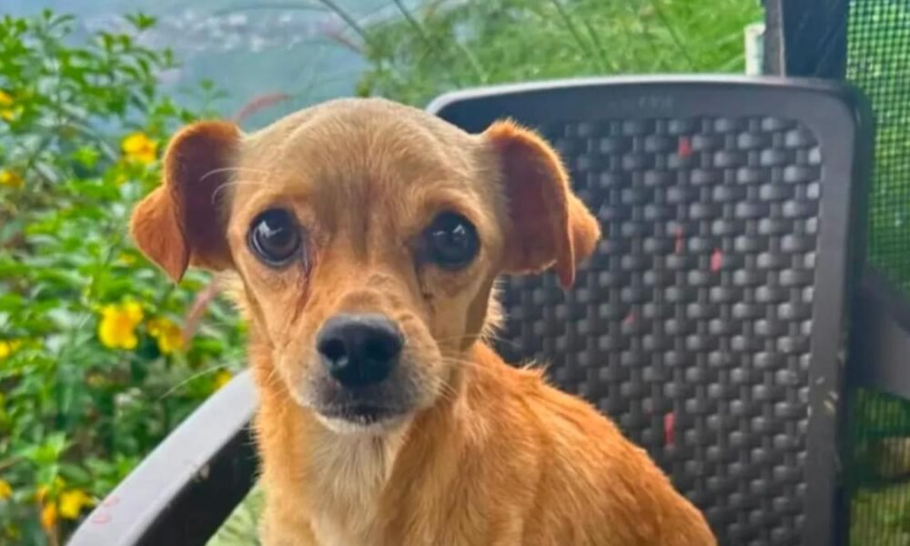 La Historia de Tony, El Perrito Rescatado Tras Cinco Días Bajo Un Derrumbe en Quindi