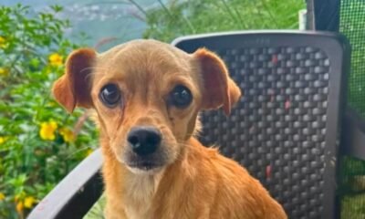La Historia de Tony, El Perrito Rescatado Tras Cinco Días Bajo Un Derrumbe en Quindi