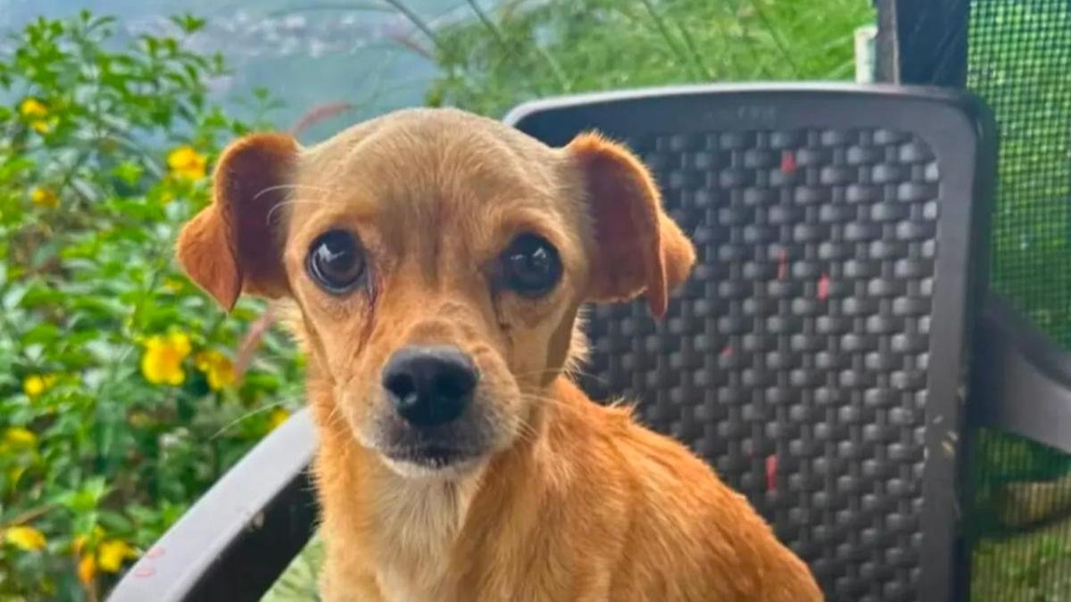 La Historia de Tony, El Perrito Rescatado Tras Cinco Días Bajo Un Derrumbe en Quindi