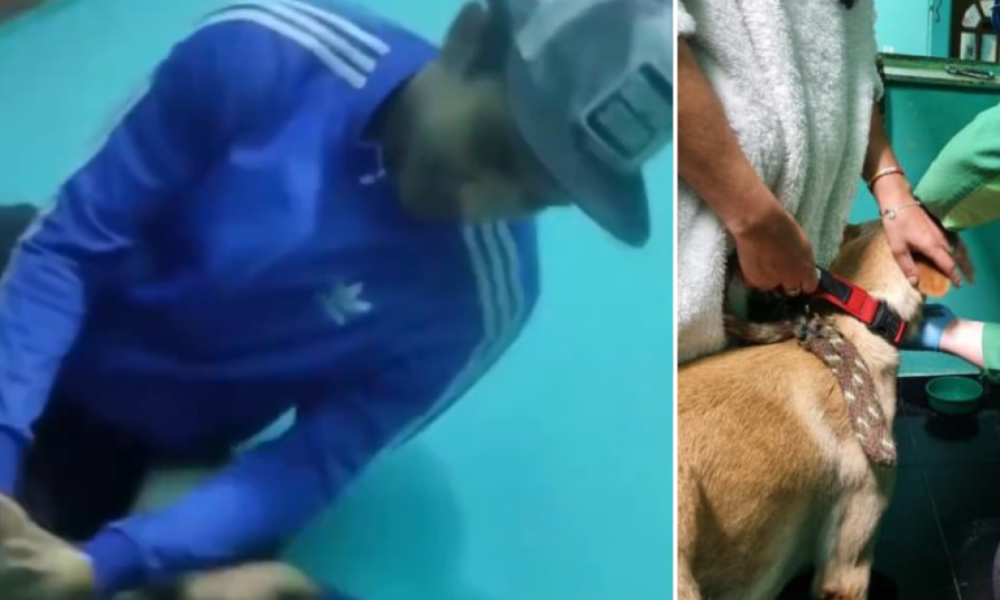Protección animal atiende denuncia de maltrato a perrito 'jerry' Golpeado en Guardería de Mascotas en Bogotá