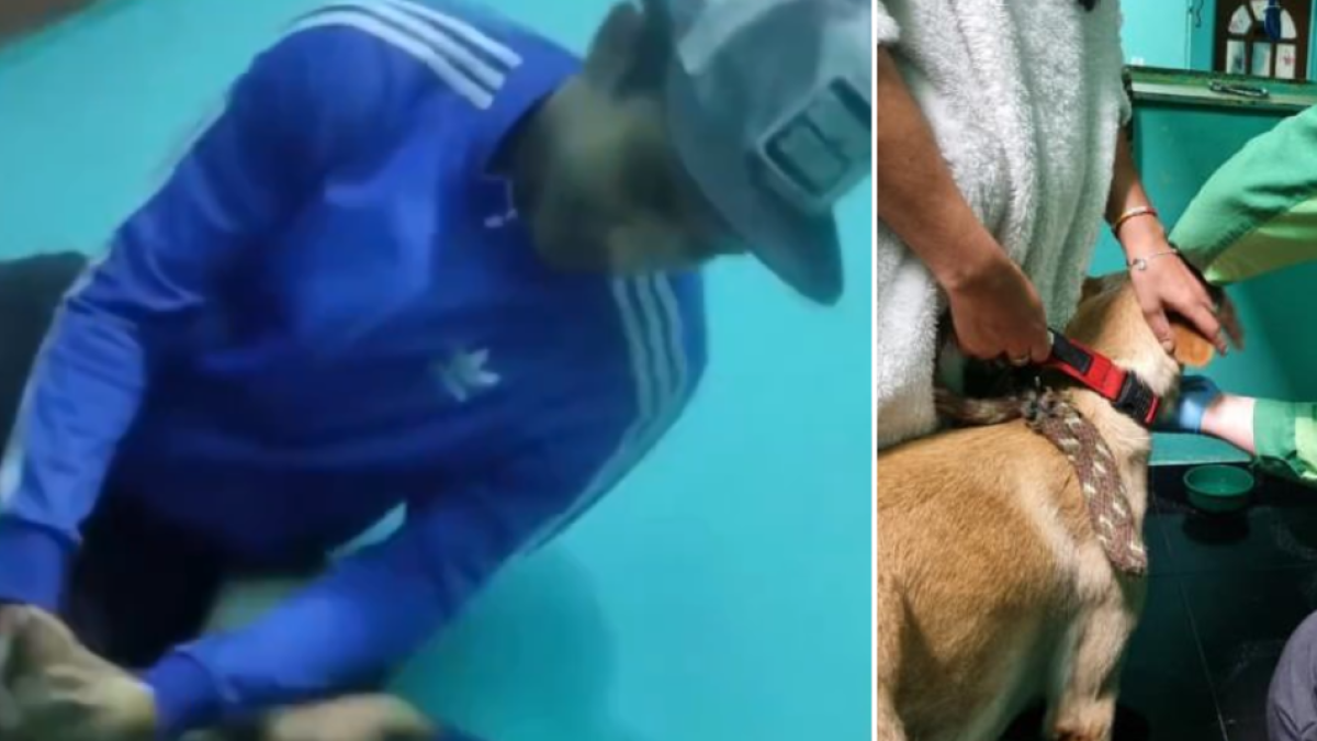 Protección animal atiende denuncia de maltrato a perrito 'jerry' Golpeado en Guardería de Mascotas en Bogotá