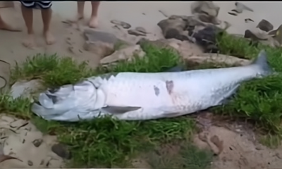 'Es un Orgullo ver lo que nuestras Aguas Pueden ofRece'