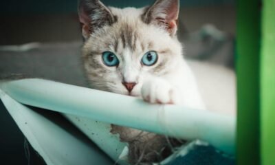 Estudio alerta que hombres que maltratan animales hijo violentos con mujeres en bogotá.