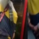 Ciudadano Enfrentó A Ladrón de Exttores en Transmilenio en Bogotá: 'No lo dejo Bajar'