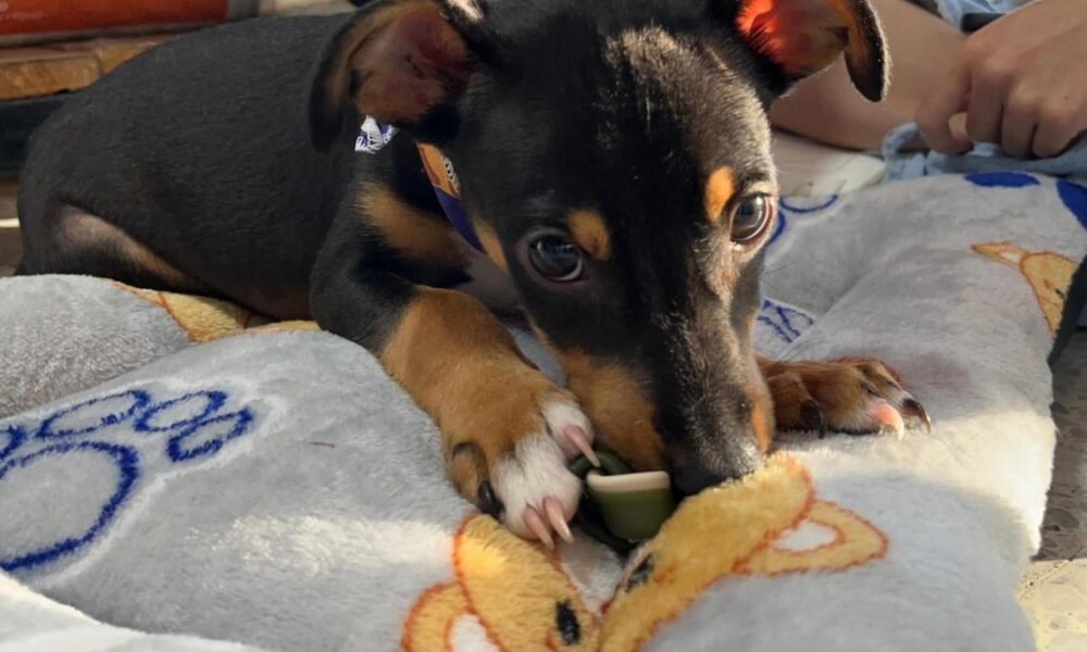 Indignación por Brutal Golpiza A Un Perro de Apenas Tres Meses en Villavicencio