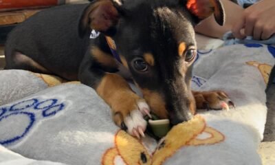 Indignación por Brutal Golpiza A Un Perro de Apenas Tres Meses en Villavicencio