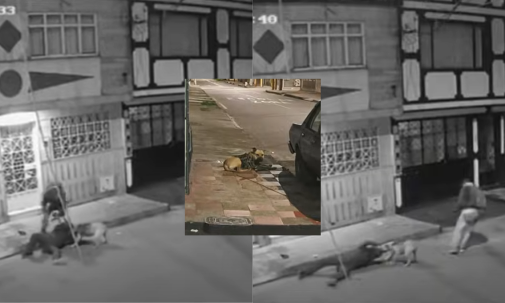Nueva Modalidad de Robo en Bogotá: Ladrón Utilizó a Su Perro Para Atacar a la Vícima y Luego lo abandonó