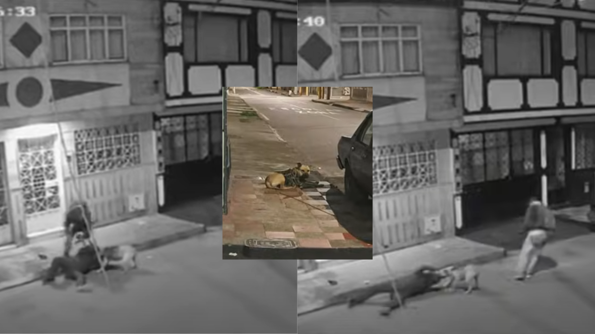 Nueva Modalidad de Robo en Bogotá: Ladrón Utilizó a Su Perro Para Atacar a la Vícima y Luego lo abandonó