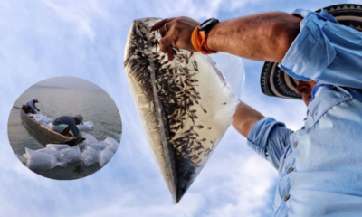 Siembran 1.5 MILONES DE ALEVINOS DE BOCACHICOS EN LAS CIÉNAGAS