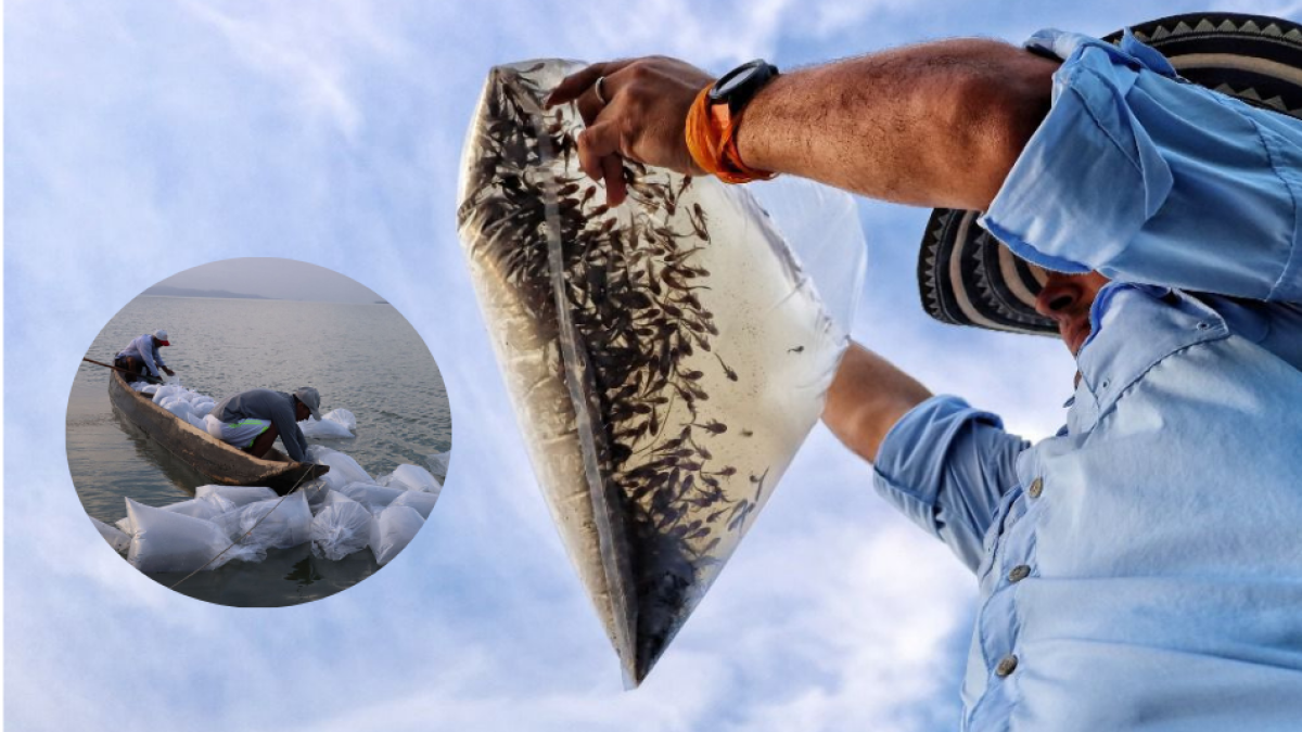 Siembran 1.5 MILONES DE ALEVINOS DE BOCACHICOS EN LAS CIÉNAGAS