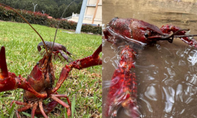 es muy peligroso Pese a su tamaña