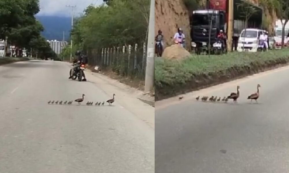 Video | Patitos y sus crías Cruzando por el Anillo Vial en Girón Generó Gran Congestión y Conmovió A conductores