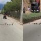 Video | Patitos y sus crías Cruzando por el Anillo Vial en Girón Generó Gran Congestión y Conmovió A conductores