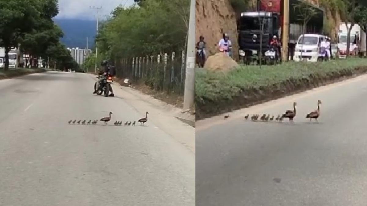 Video | Patitos y sus crías Cruzando por el Anillo Vial en Girón Generó Gran Congestión y Conmovió A conductores