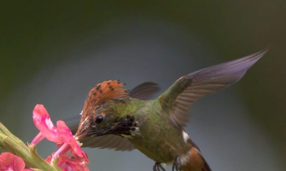 El Meta Volvió A Ser El Primer Departamento de Colombia en Avistamiento de Aves: SE Registro 1.560 Especies