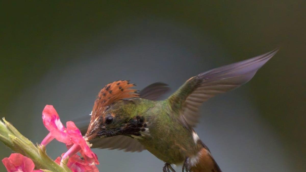El Meta Volvió A Ser El Primer Departamento de Colombia en Avistamiento de Aves: SE Registro 1.560 Especies