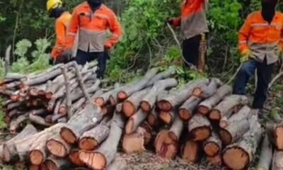 Presunto Ecocidio en Santa Marta