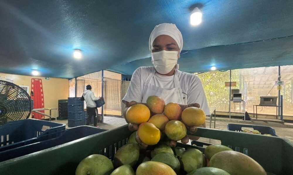 Un viaje A Cordobita, Magdalena, La Tierra Donde se produce un mango de Azúcar de exportación