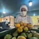 Un viaje A Cordobita, Magdalena, La Tierra Donde se produce un mango de Azúcar de exportación