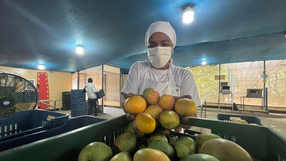 Un viaje A Cordobita, Magdalena, La Tierra Donde se produce un mango de Azúcar de exportación