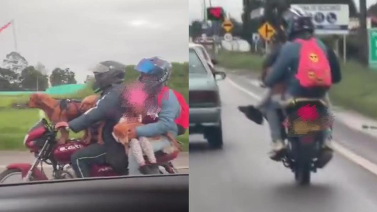 Graban a Pareja imprudente que Llevaba dos perros y una niña en moto en la vía bogotá-tenue