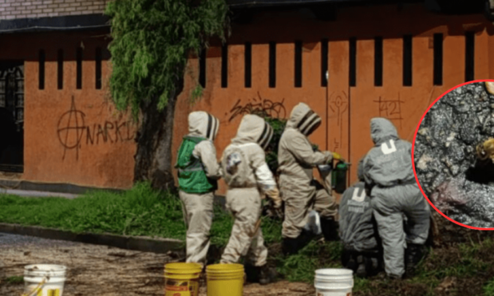 Rescatan Colonia de Abejas de un árbol en riesgo de deterioro en el suroccidente de bogotá: así fue el operativo