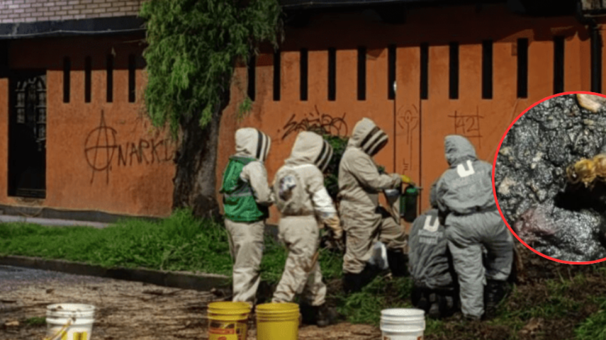 Rescatan Colonia de Abejas de un árbol en riesgo de deterioro en el suroccidente de bogotá: así fue el operativo