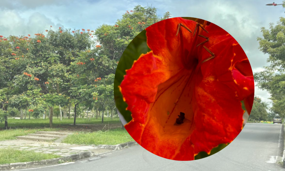 la especie invasora que el estado ignora y ong quiere erradicar del país