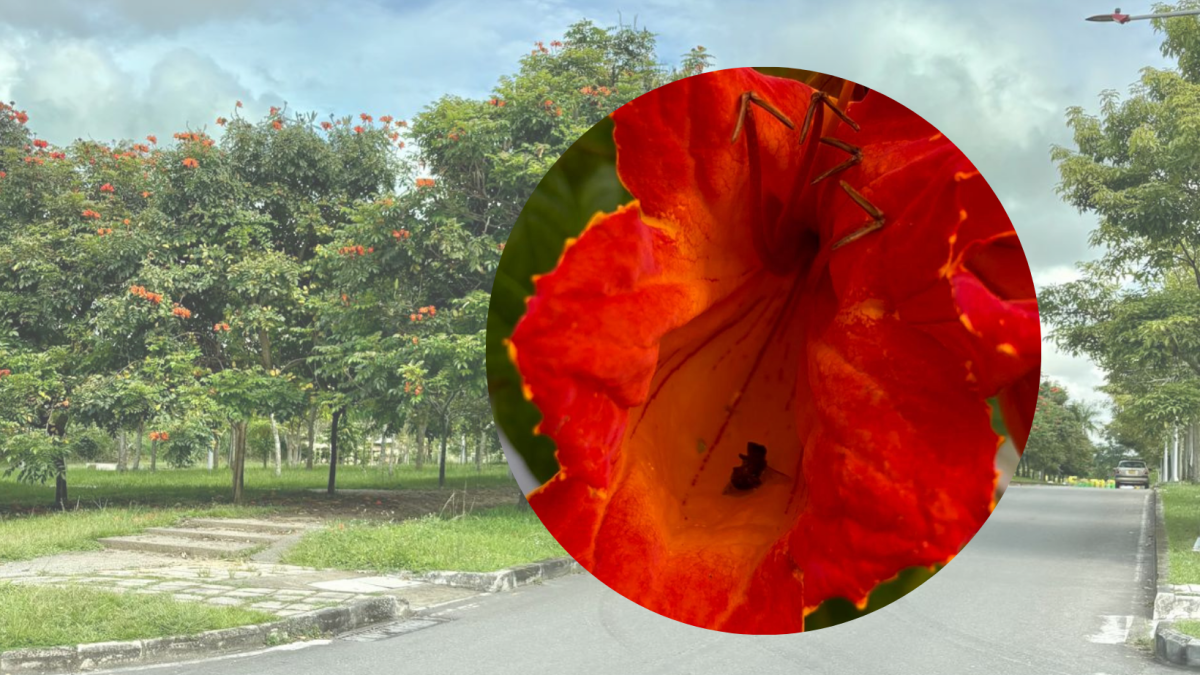 la especie invasora que el estado ignora y ong quiere erradicar del país