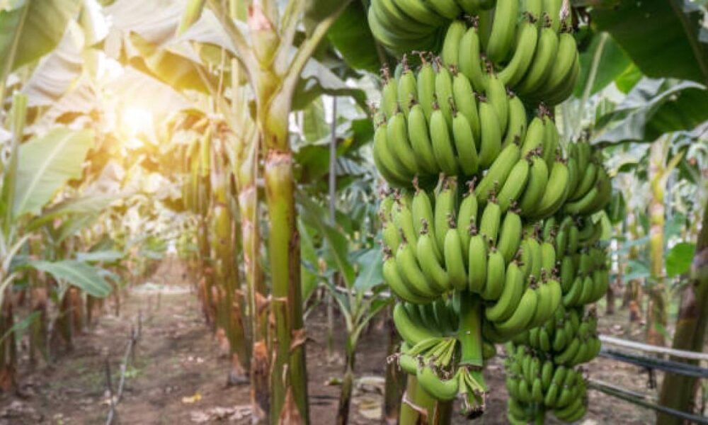 Crisis logítstica y creciente inseguridad Golpean al sector Bananero del magdalena: Acciones exigen del gobierno