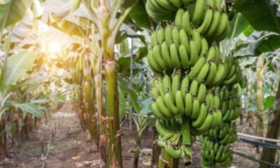 Crisis logítstica y creciente inseguridad Golpean al sector Bananero del magdalena: Acciones exigen del gobierno