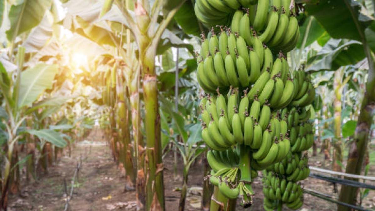 Crisis logítstica y creciente inseguridad Golpean al sector Bananero del magdalena: Acciones exigen del gobierno