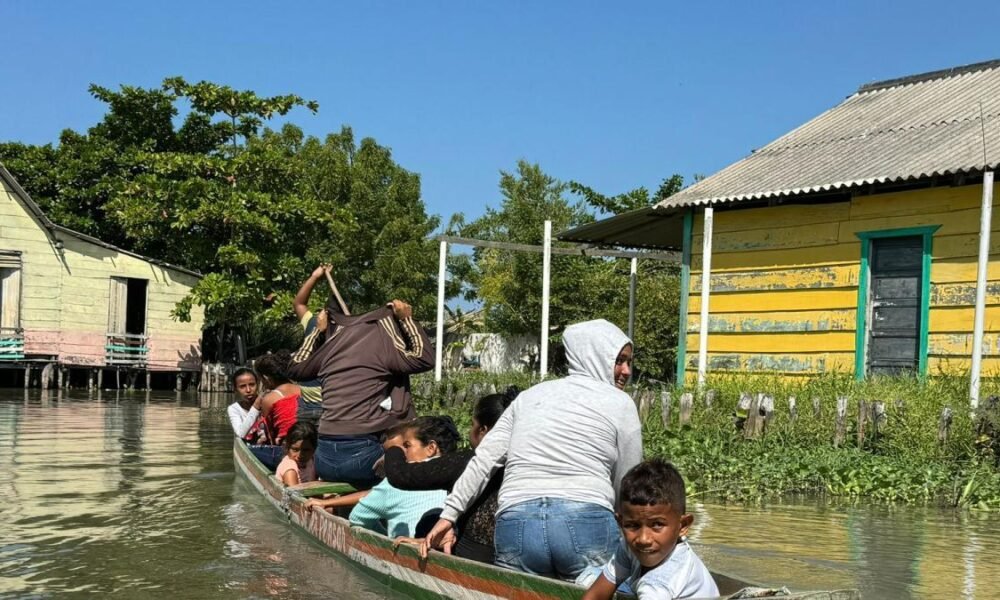 Planta Invasora Contamina la Ciénaga Grande de Santa Marta y Amenaza la Vida en Nueva Vencia, El Pueblo Palafito