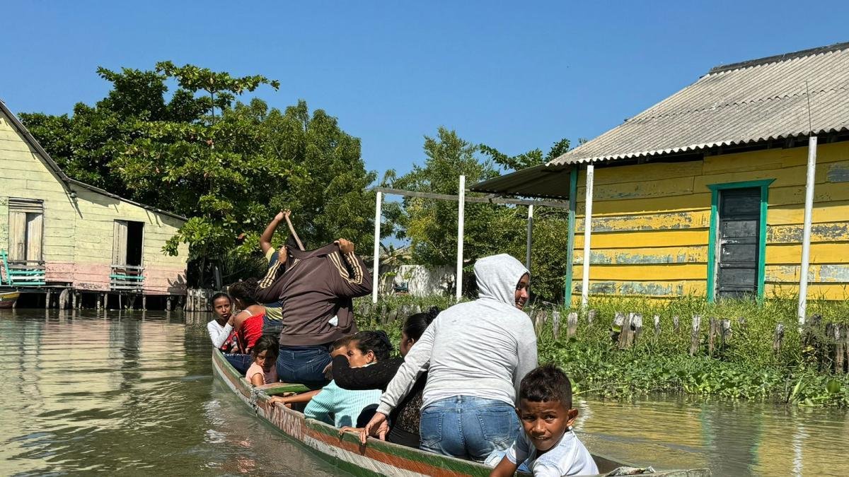 Planta Invasora Contamina la Ciénaga Grande de Santa Marta y Amenaza la Vida en Nueva Vencia, El Pueblo Palafito
