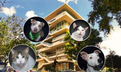 Más de 50 Perros y Gatos Buscan Hogar en Bogotá