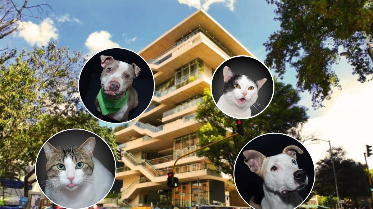 Más de 50 Perros y Gatos Buscan Hogar en Bogotá