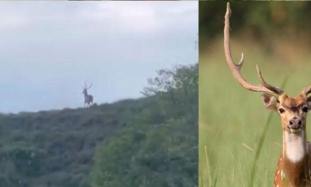 Avistán Manada de Venados Asiértica en Puerto Triunfo, Al Parecer de Finca de Pablo Escobar