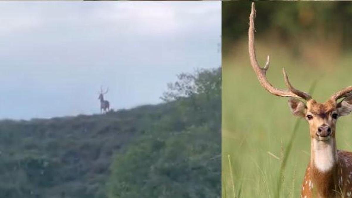 Avistán Manada de Venados Asiértica en Puerto Triunfo, Al Parecer de Finca de Pablo Escobar