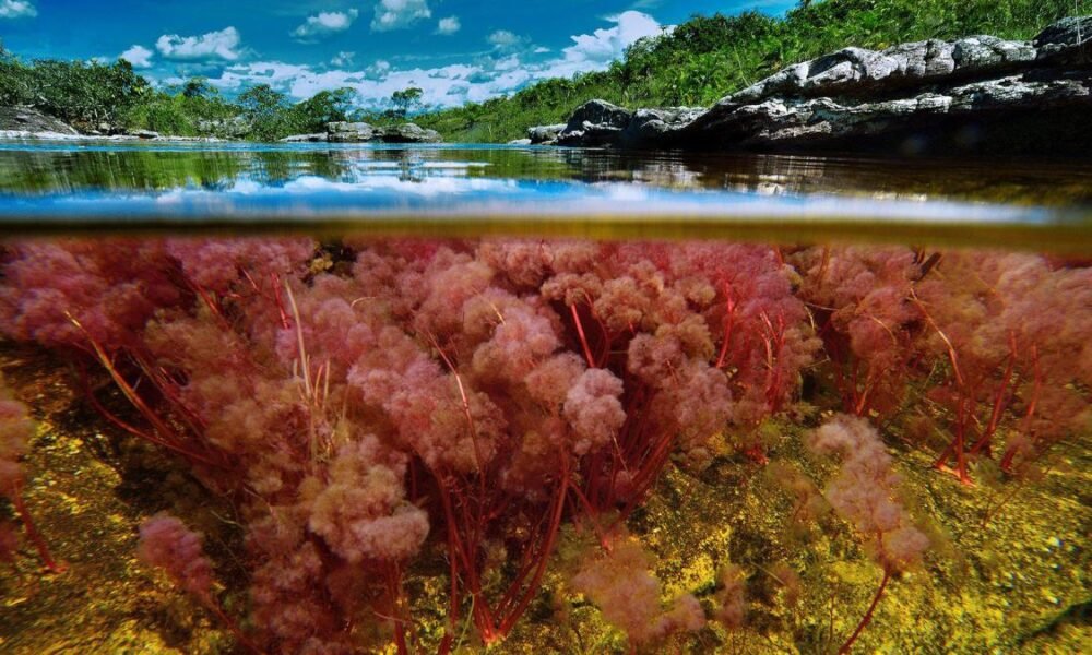 Caño Cristales, Joya Turínstica del Meta
