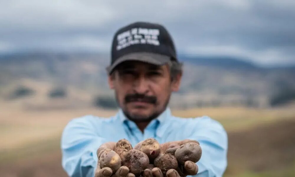 Olímpica INicia Plan Nacional para Comprar Directamento Al Campesino y Reducir Precios Al Consumidor
