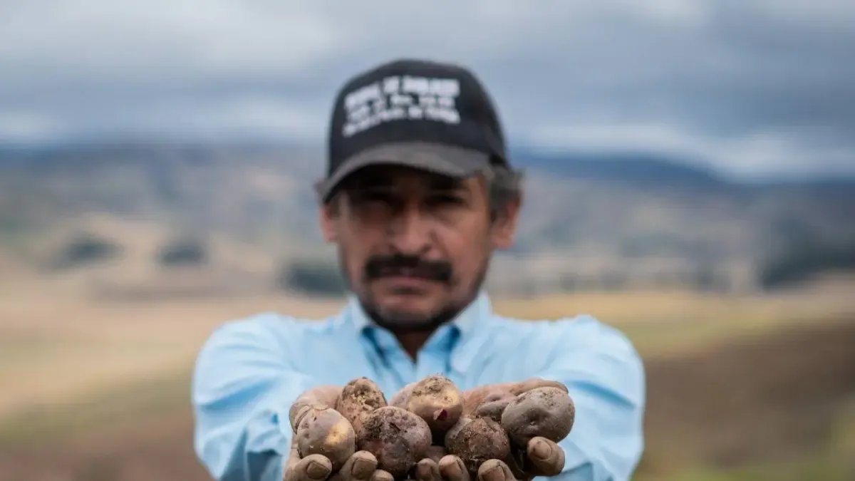 Olímpica INicia Plan Nacional para Comprar Directamento Al Campesino y Reducir Precios Al Consumidor