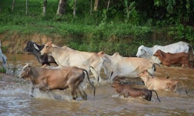 disputa entre campesinos y Comunidad Indígena Yukpa por el Sacrificio de Ganado