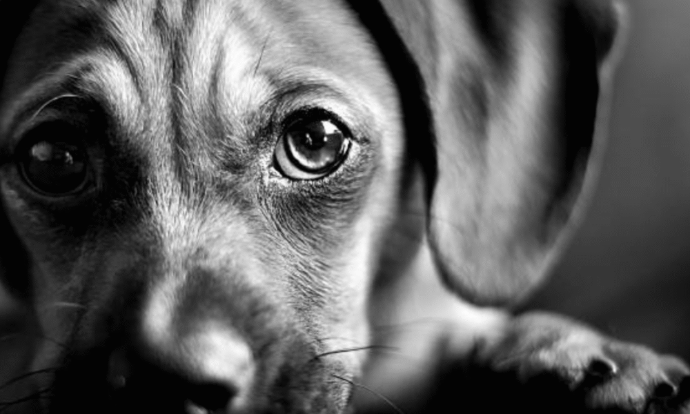 Indignación en Santa Marta por Brutal Caso de Maltrato Animal: Exigen Justicia por Pinky