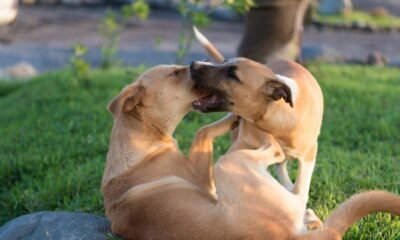 Menor de Edad de Cabildo Indígena de Sampués (Sucre) Fue Llevado Al Cepo Por Maltratar A Un Perro
